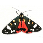 Scarlet Tiger Moth dominula 10 larvae 